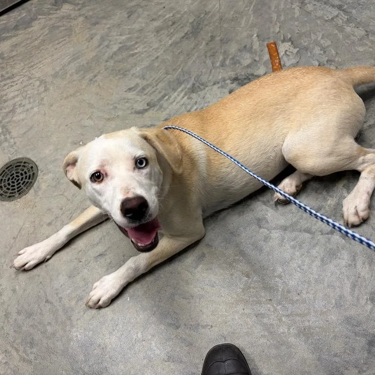 A young medium-sized female Yellow / Tan / Blond / Fawn Labrador Retriever dog named Pickles for adoption in Nevada, MO