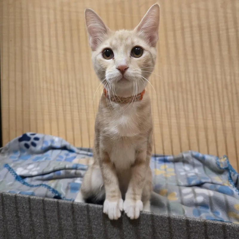 A baby medium-sized male Orange & White Domestic Short Hair cat named Big Red for adoption in Warr Acres, OK
