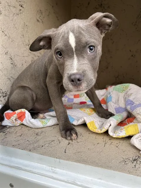 A baby small-sized male Pit Bull Terrier dog named Norris for adoption in Indianapolis, IN
