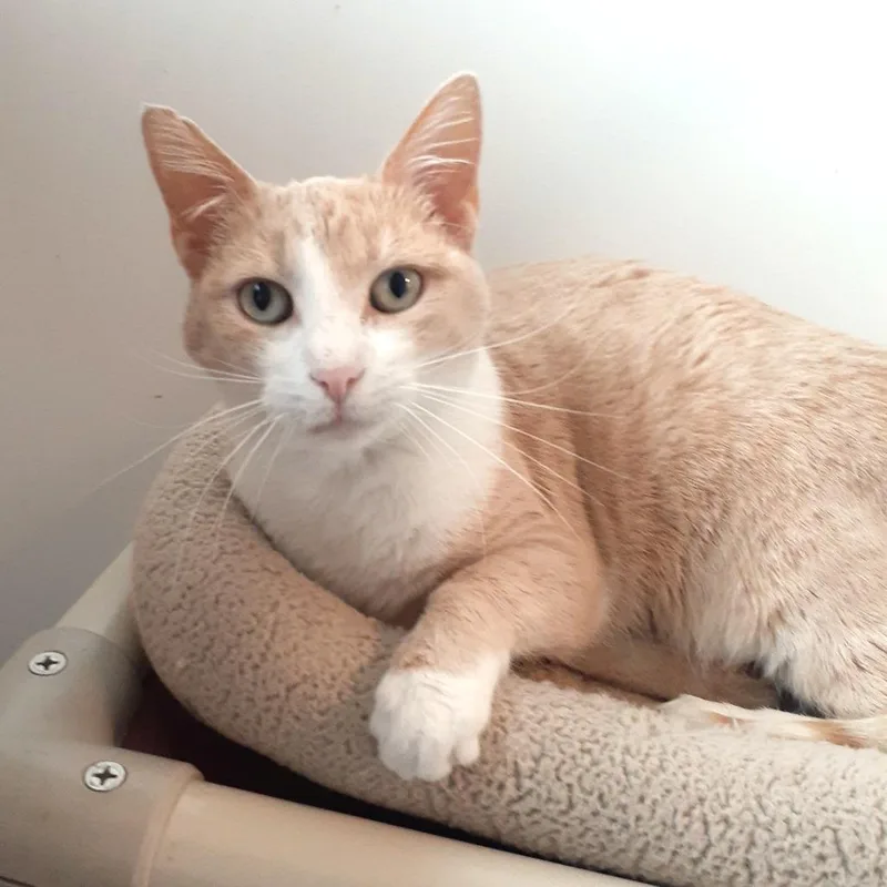 An adult medium-sized female Buff / Tan / Fawn Domestic Short Hair cat named Dory for adoption in Pittsburgh, PA