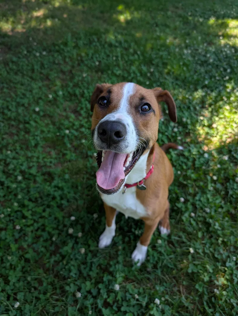 A young large-sized female Golden Hound dog named Mesquite for adoption in Uxbridge, MA