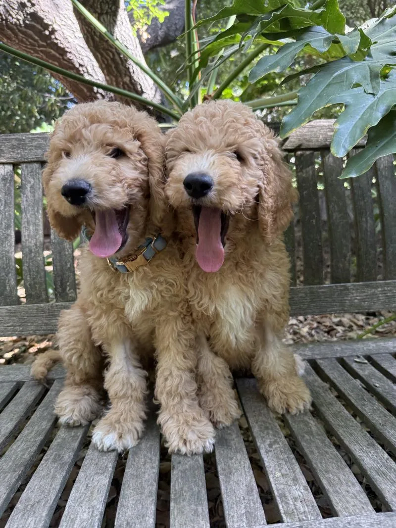A young large-sized male Golden Goldendoodle dog named Ernie for adoption in Valley Village, CA