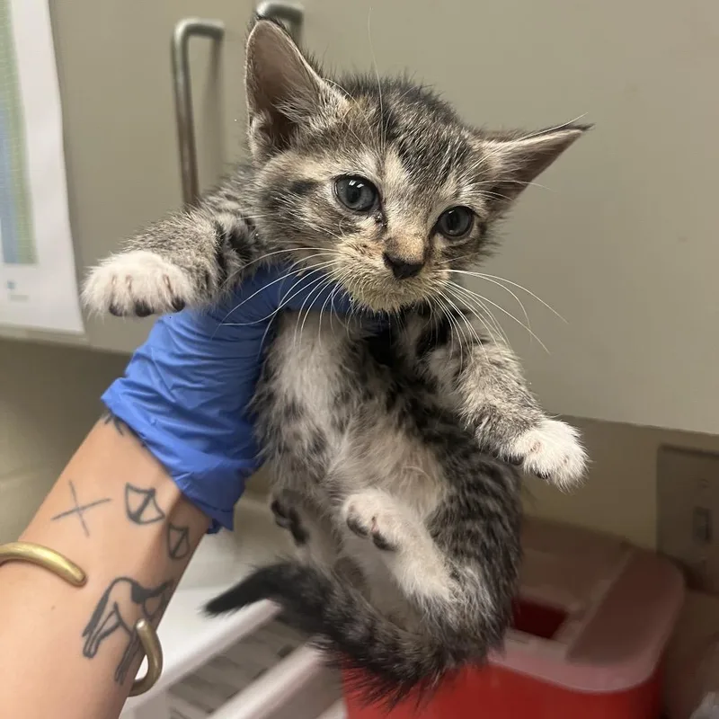 A baby small-sized female Gray / Blue / Silver Domestic Short Hair cat named Aspen for adoption in Columbus, GA