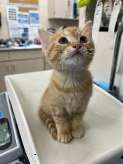 A baby small-sized male Domestic Short Hair cat named Bumble for adoption in Westland, MI