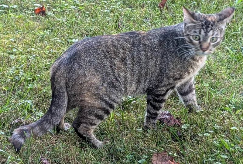 An adult medium-sized female Tabby cat named Bizzy for adoption in Somerset, KY