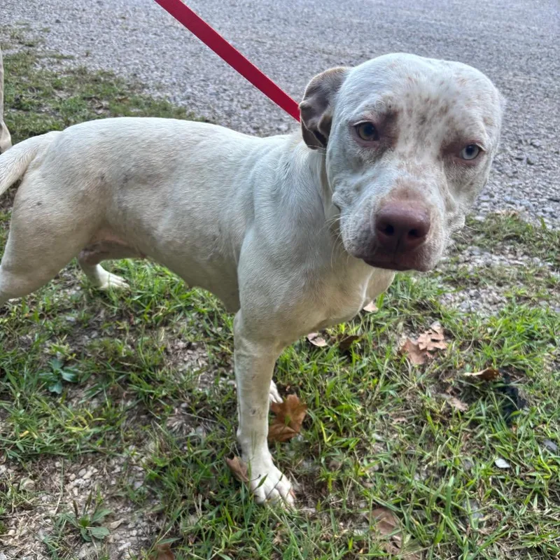 An adult medium-sized female Terrier dog named Carrie for adoption in Clanton, AL