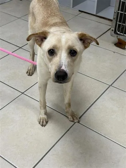 An adult medium-sized male Mixed Breed dog named Atlas for adoption in Largo, FL