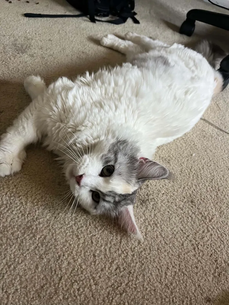 An adult large-sized female Maine Coon cat named Scarlett for adoption in La Puente, CA