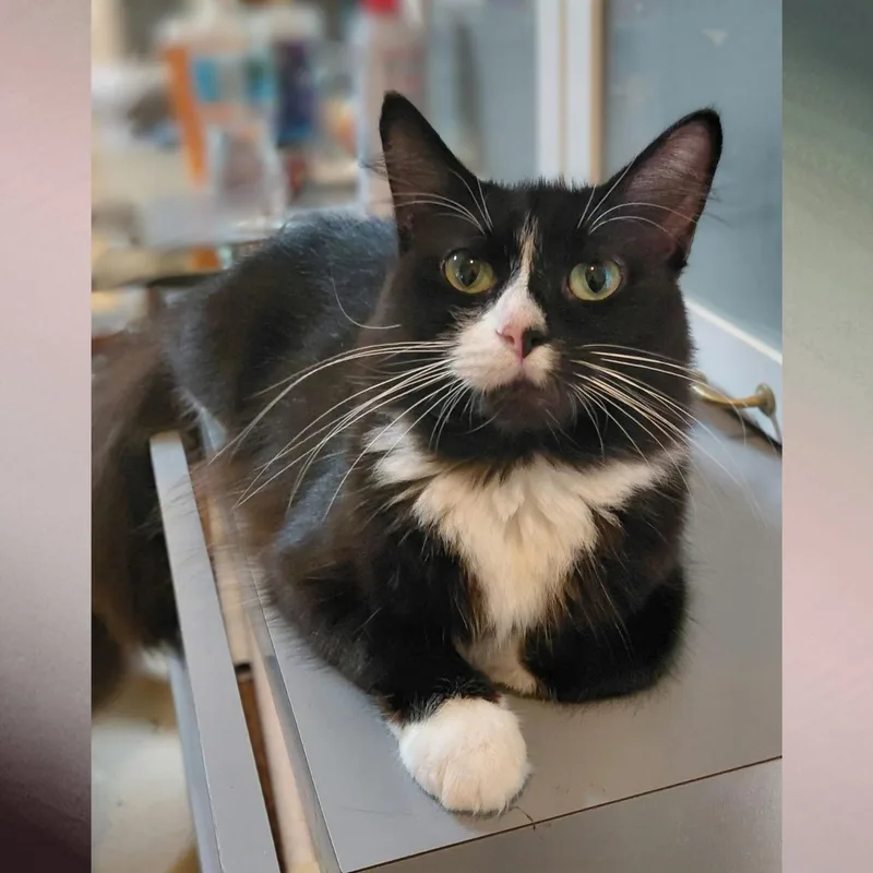 An adult medium-sized female Domestic Long Hair cat named Shadow for adoption in Orange City, FL