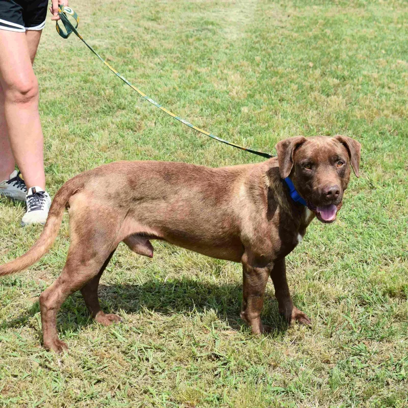 An adult medium-sized male Brown / Chocolate Labrador Retriever dog named Boone for adoption in Searcy, AR