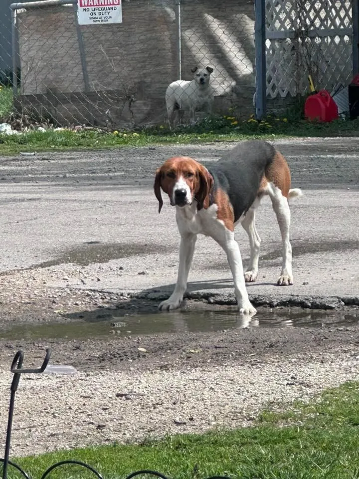 An adult medium-sized male Coonhound dog named Diego for adoption in Portland, IN
