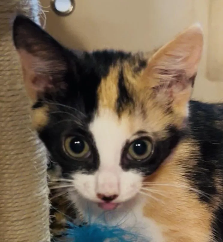 A baby small-sized female Calico Domestic Short Hair cat named Appoloosa for adoption in New York, NY