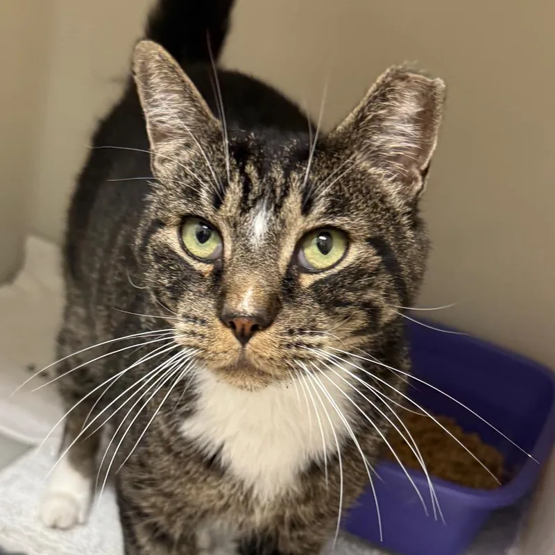 An adult large-sized male Domestic Short Hair cat named Tips for adoption in Cumming, GA
