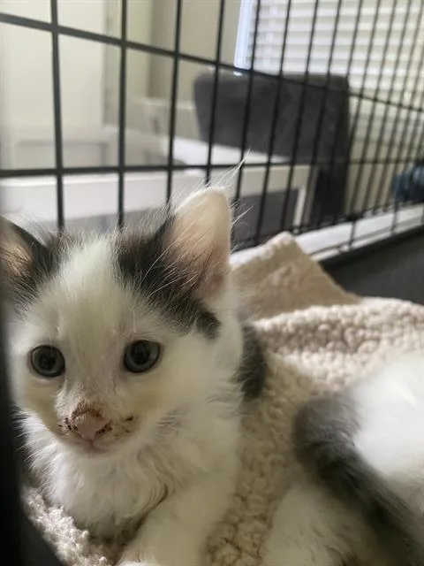 A baby small-sized male Domestic Medium Hair cat named Fritz for adoption in Charlotte, NC