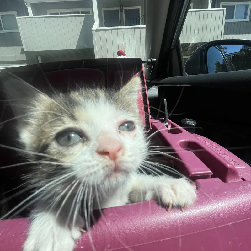 A baby medium-sized female White Domestic Short Hair cat named Tagalong for adoption in Davis, CA