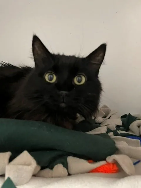 Boo