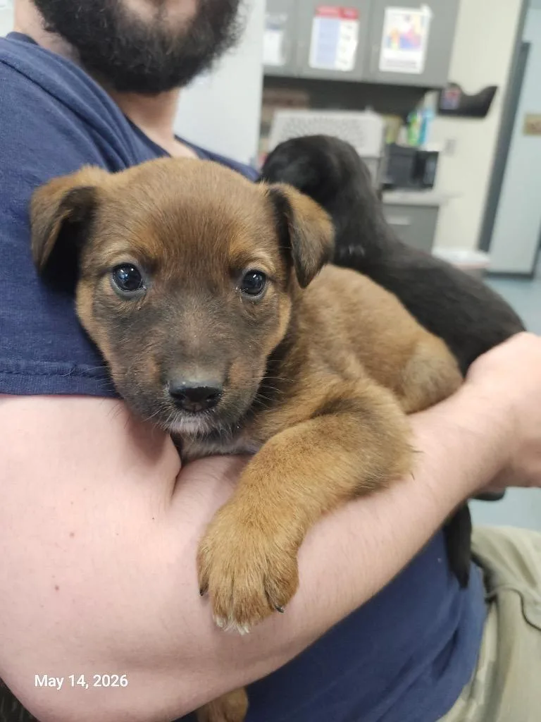 A baby large-sized female Mixed Breed dog named Whitney for adoption in Sapulpa, OK