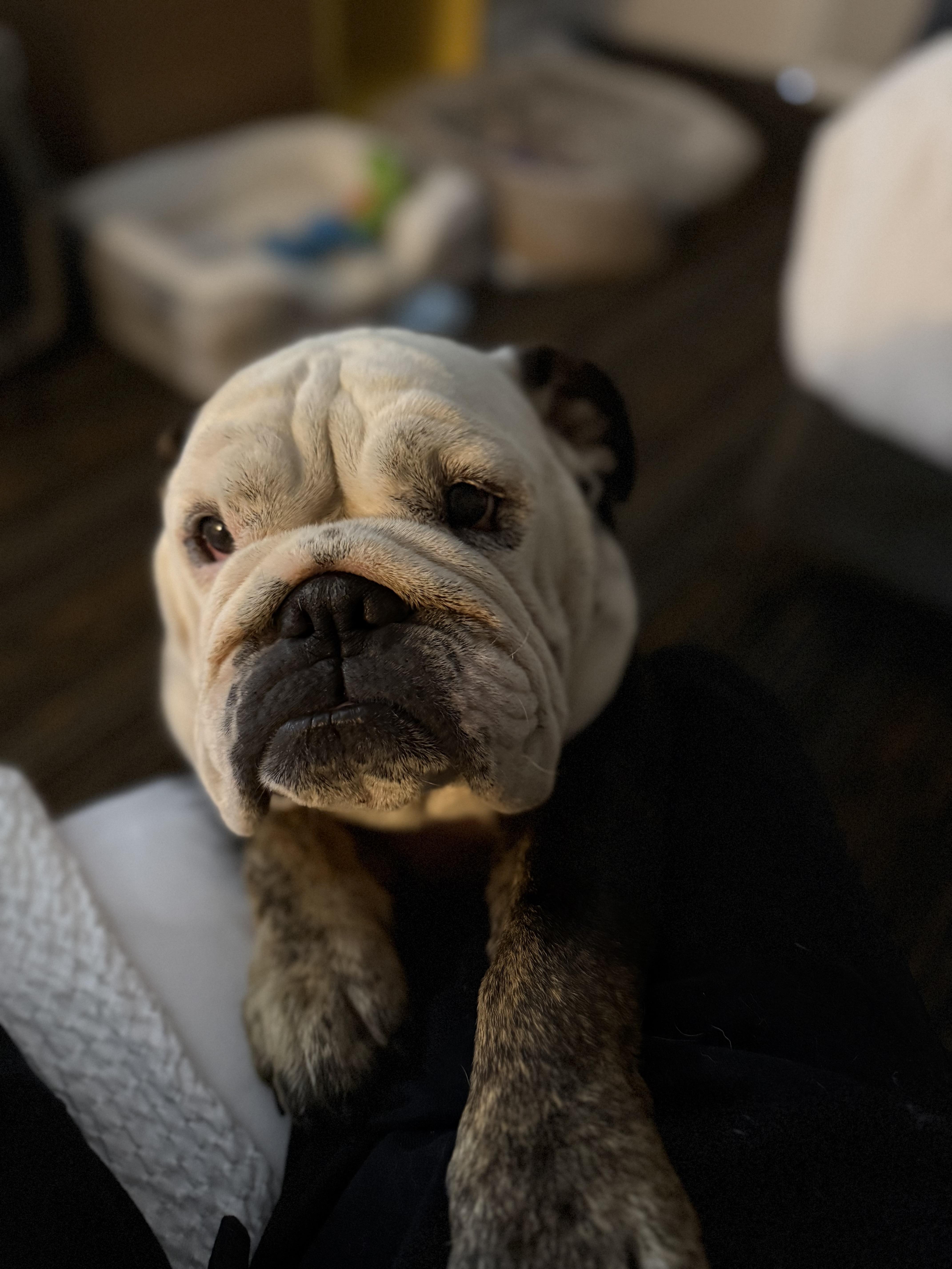 A young medium-sized female English Bulldog dog named Juniper for adoption in Mesa, AZ
