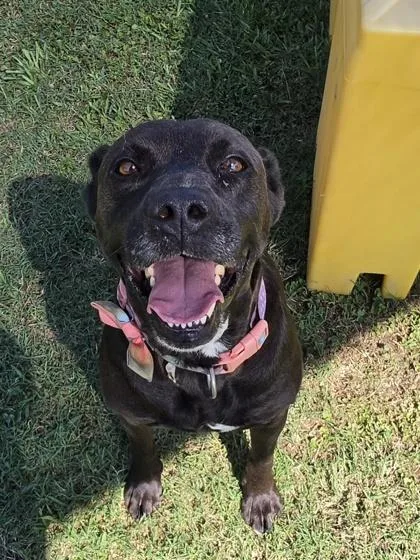 A young large-sized female Labrador Retriever dog named Jasmine for adoption in Conway, SC