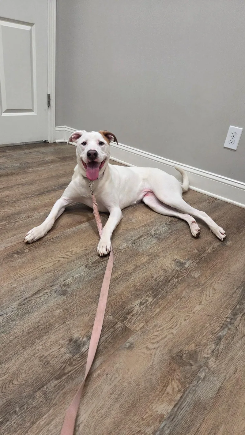 A young medium-sized female White / Cream Labrador Retriever dog named Opal for adoption in Boerne, TX