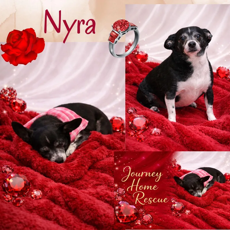 A senior small-sized female Black Chihuahua dog named Nyra for adoption in East Wenatchee, WA