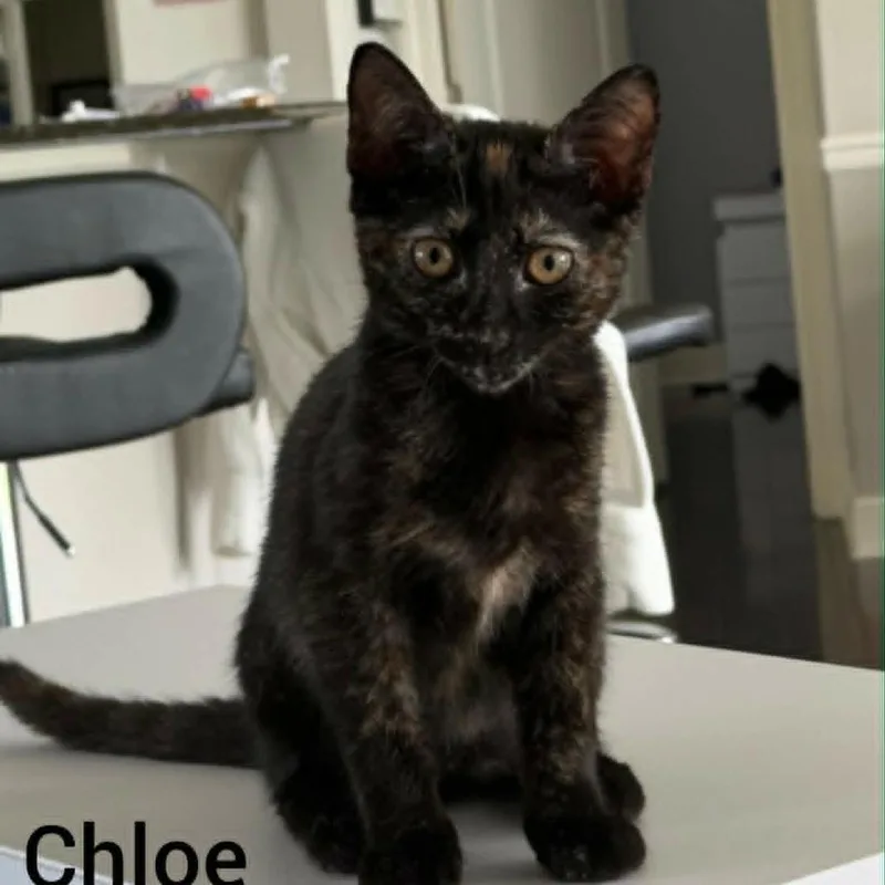 Chloe