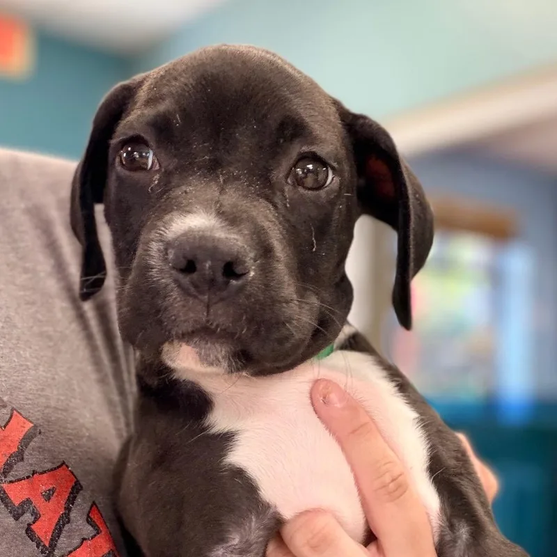 A baby small-sized female Black Labrador Retriever dog named Belle for adoption in Columbus, GA