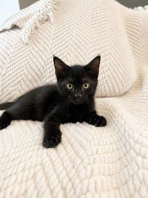 A young medium-sized male Black Domestic Short Hair cat named Navajo for adoption in Houston, TX