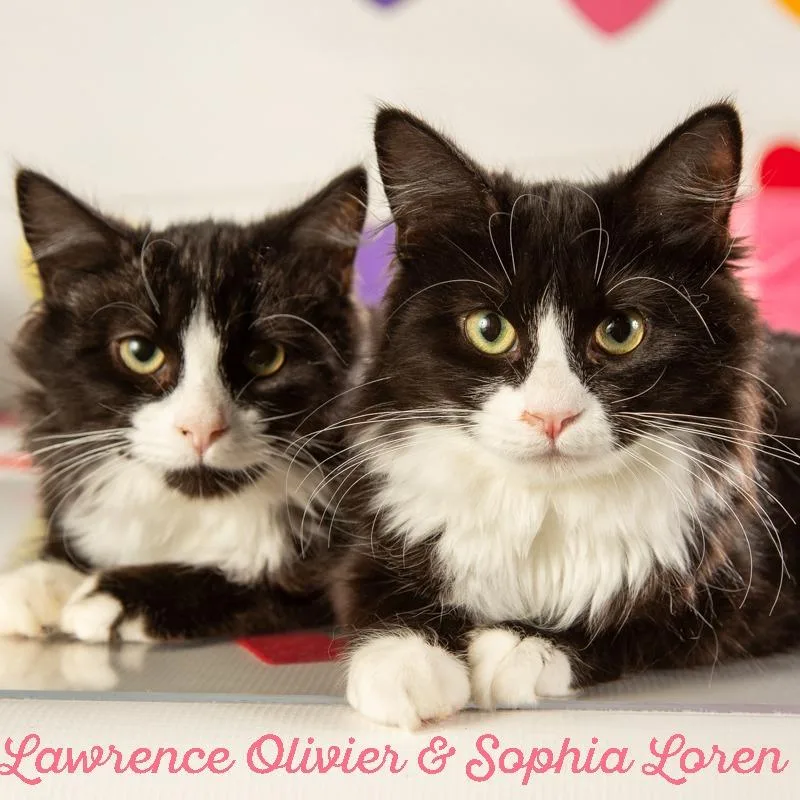 Sophia Loren thumbnail 2