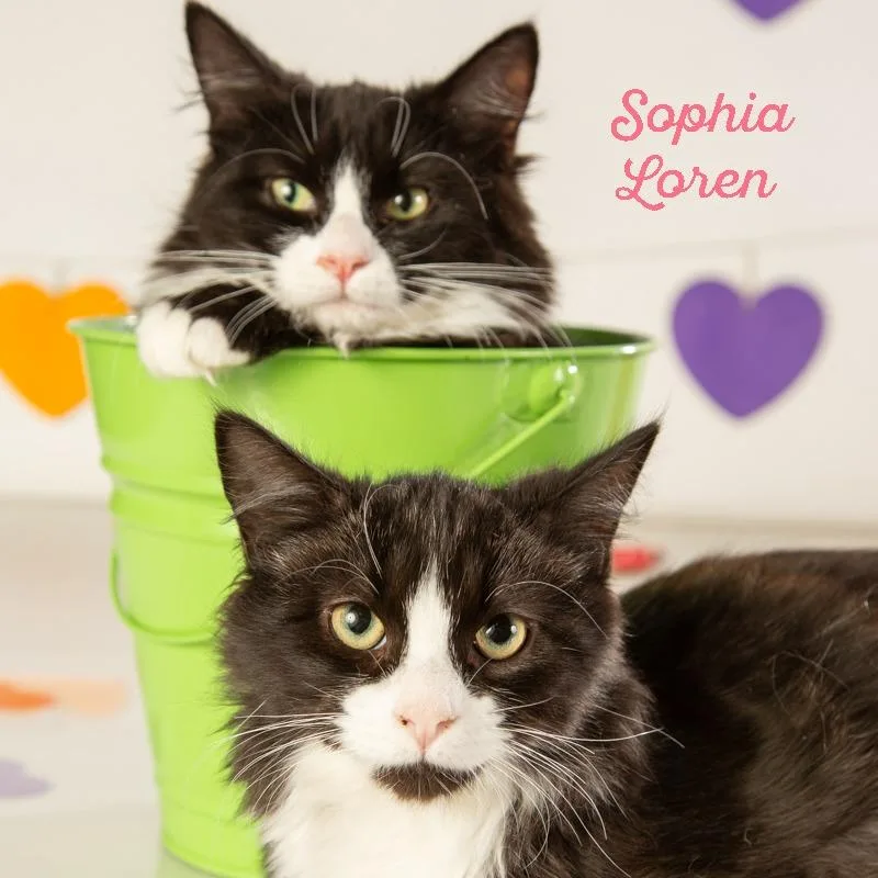 Sophia Loren thumbnail 5