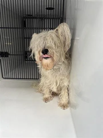 An adult small-sized female Schnauzer dog named A for adoption in Houston, TX