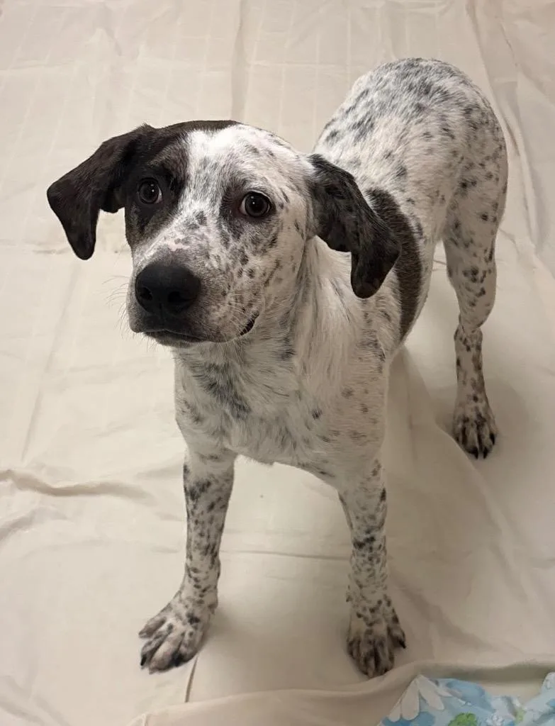 A baby large-sized male Catahoula Leopard Dog dog named Merle for adoption in Greeneville, TN
