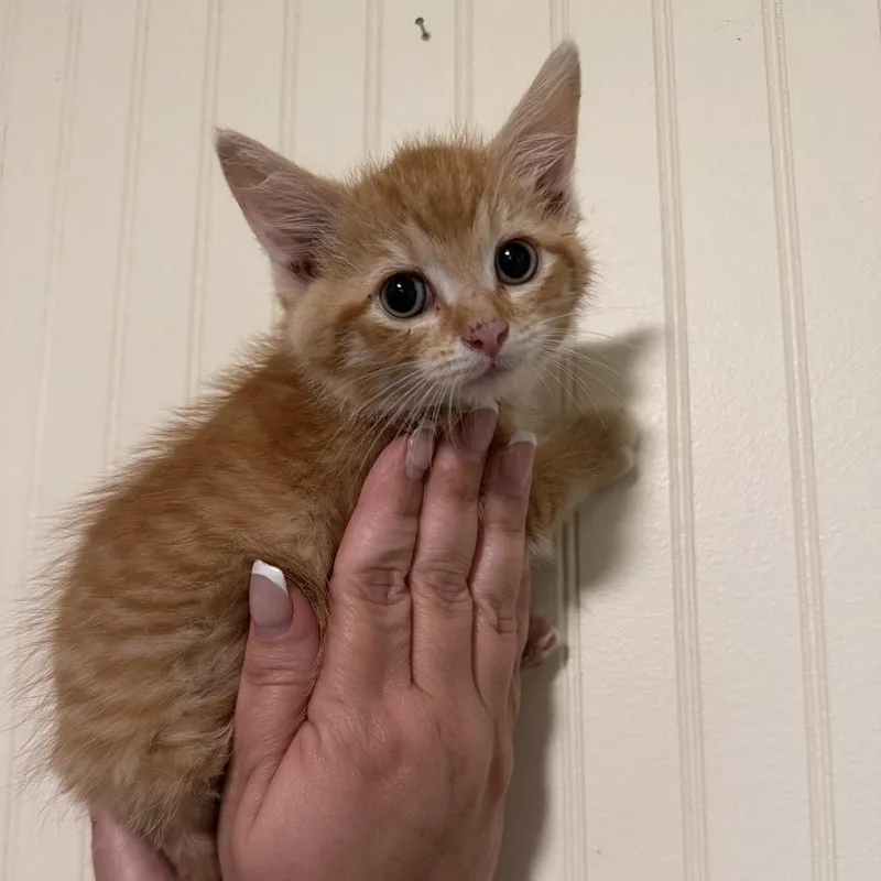 A baby small-sized female Domestic Short Hair cat named Blitz for adoption in Sequatchie, TN