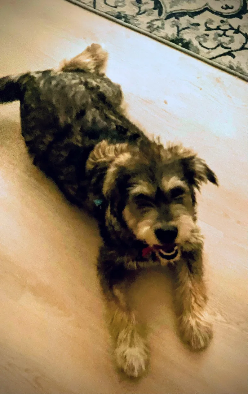 A young medium-sized male Schnauzer dog named Nigel Angel for adoption in Los Angeles, CA