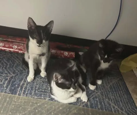 Darling And Rascal thumbnail 3