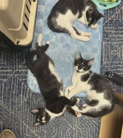 Darling And Rascal thumbnail 4