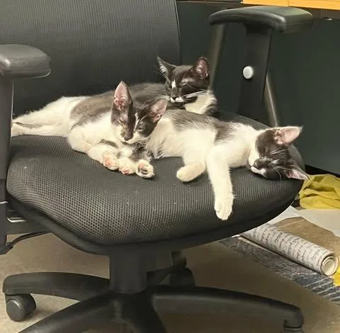 Darling And Rascal thumbnail 5