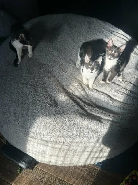 Darling And Rascal thumbnail 6