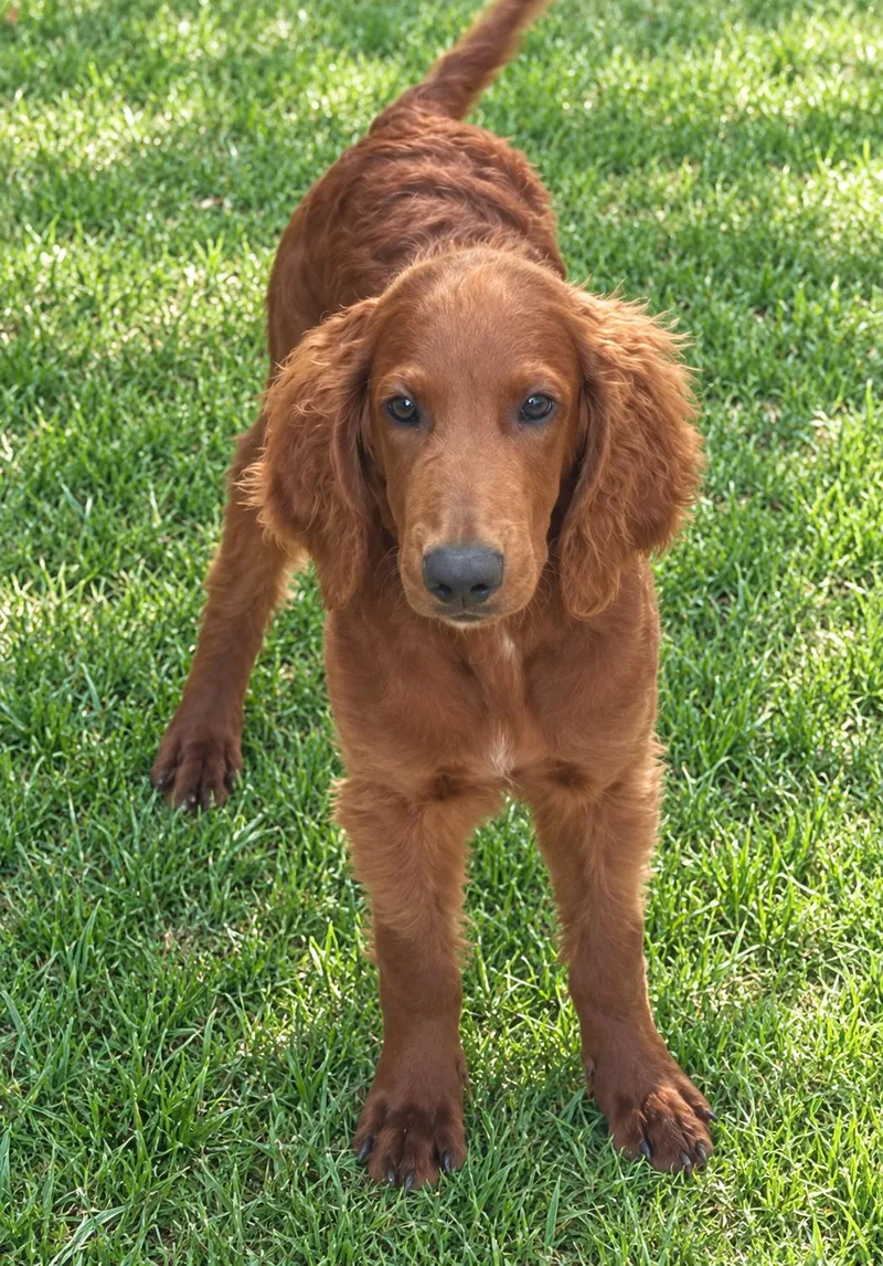 Rusty
