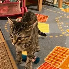A baby small-sized female Gray / Blue / Silver Domestic Short Hair cat named Yugi for adoption in Abingdon, MD