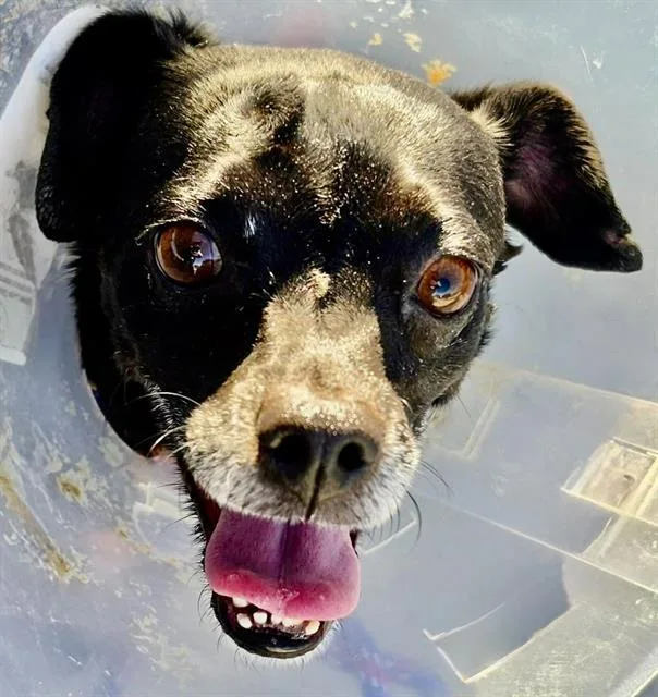 An adult small-sized female Chihuahua dog named Barbie for adoption in Tucson, AZ