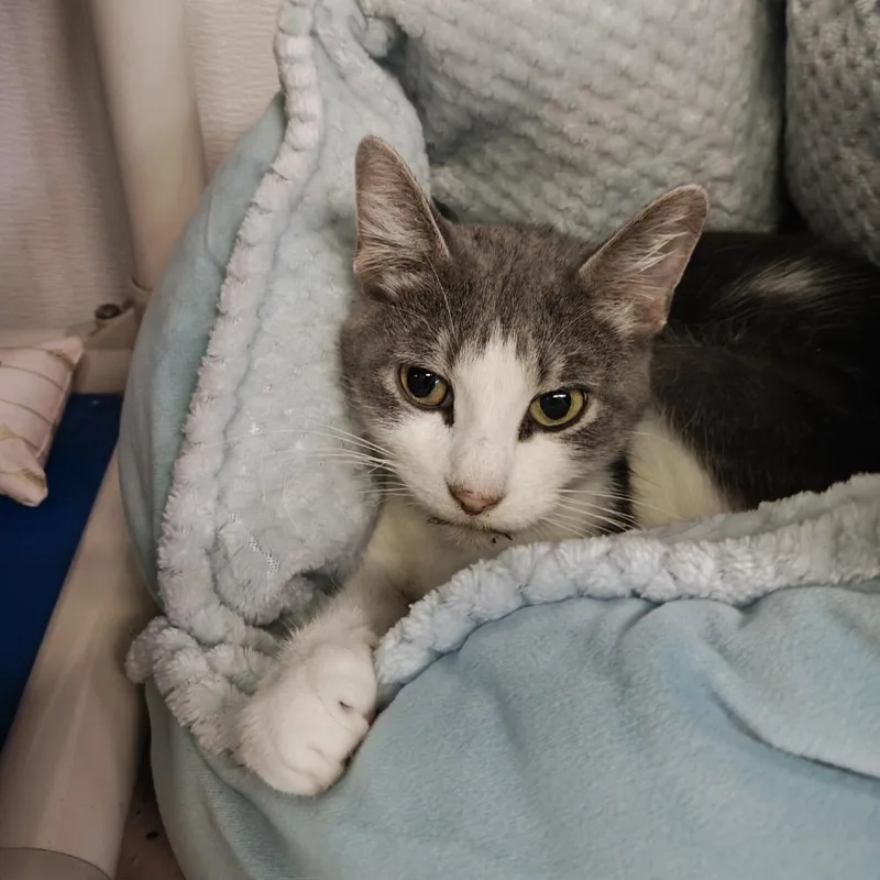 An adult medium-sized female Gray / Blue / Silver Domestic Short Hair cat named Melantho for adoption in Madison, WI