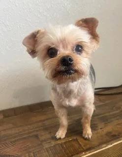 An adult small-sized male Bicolor Yorkshire Terrier dog named Edgar for adoption in Weatherford, TX