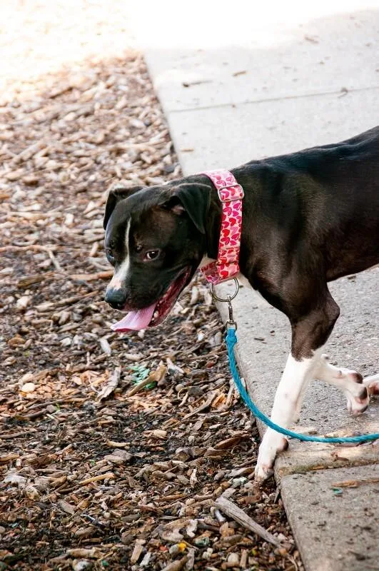 An adult large-sized male Black Mixed Breed dog named Taco for adoption in Cincinnati, OH