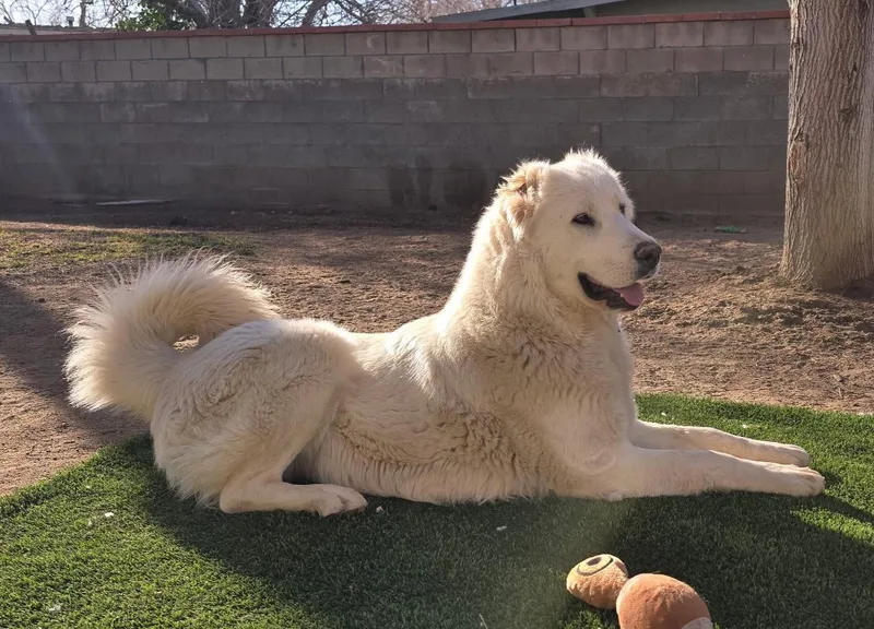 An adult extra large-sized female White / Cream Anatolian Shepherd dog named Ash  Armenian Gampr for adoption in JURUPA VALLEY, CA