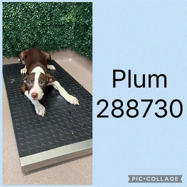 A baby small-sized male Mixed Breed dog named Plum for adoption in Macon, GA