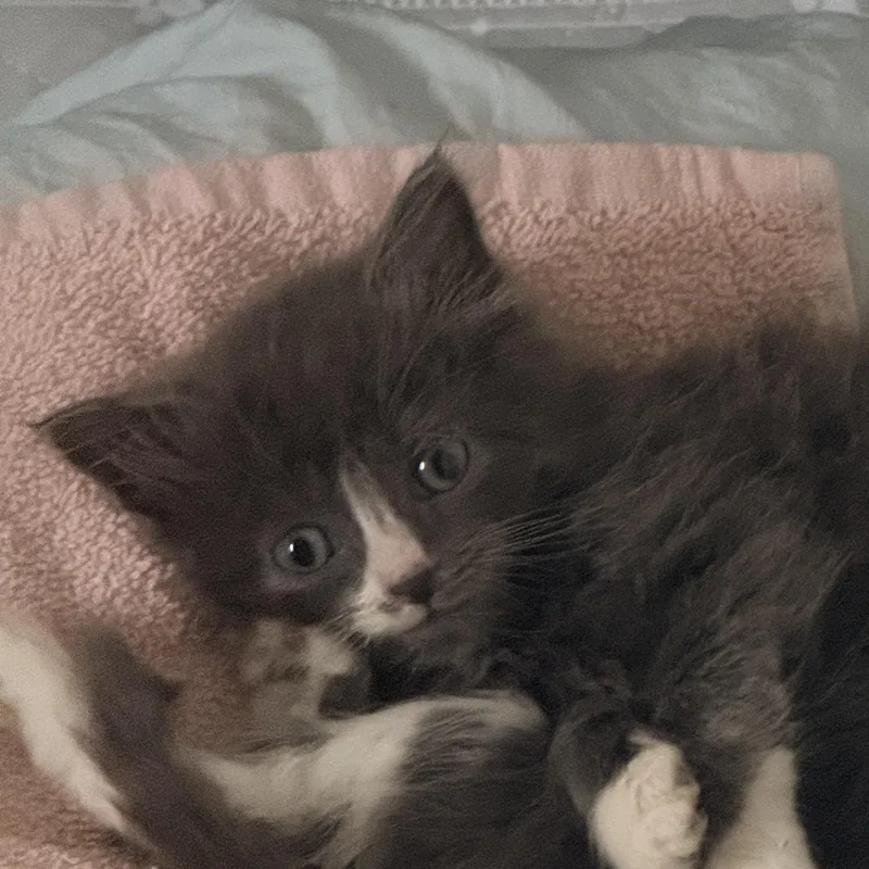 A baby medium-sized male Gray & White Domestic Medium Hair cat named Dusty for adoption in Carneys Point, NJ