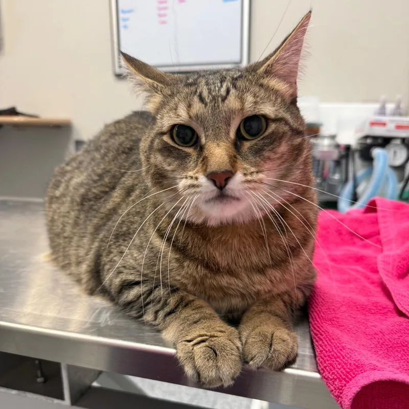 An adult large-sized female Brown / Chocolate Domestic Short Hair cat named Viola for adoption in Great Falls, MT