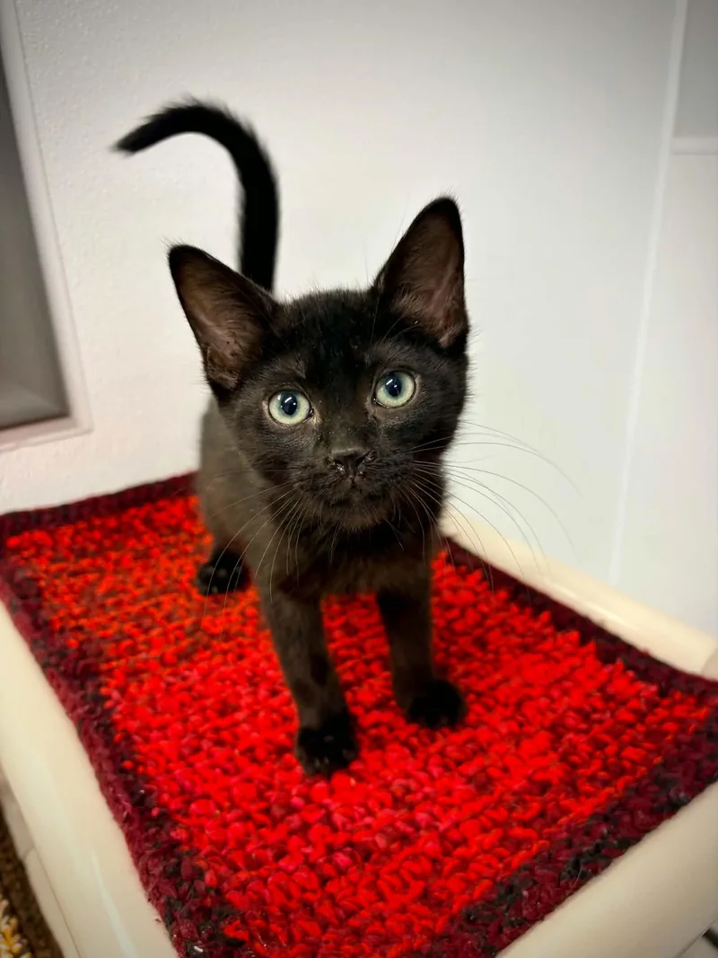 A baby small-sized male Black Domestic Short Hair cat named Shark Boy for adoption in Kalamazoo, MI
