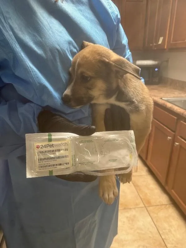 A young medium-sized male Brown / Chocolate Mixed Breed dog named Krieger for adoption in Cincinnati, OH